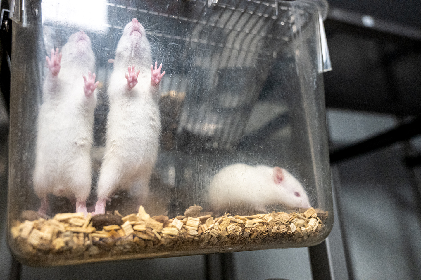 Els experiments amb animals, sense aturador