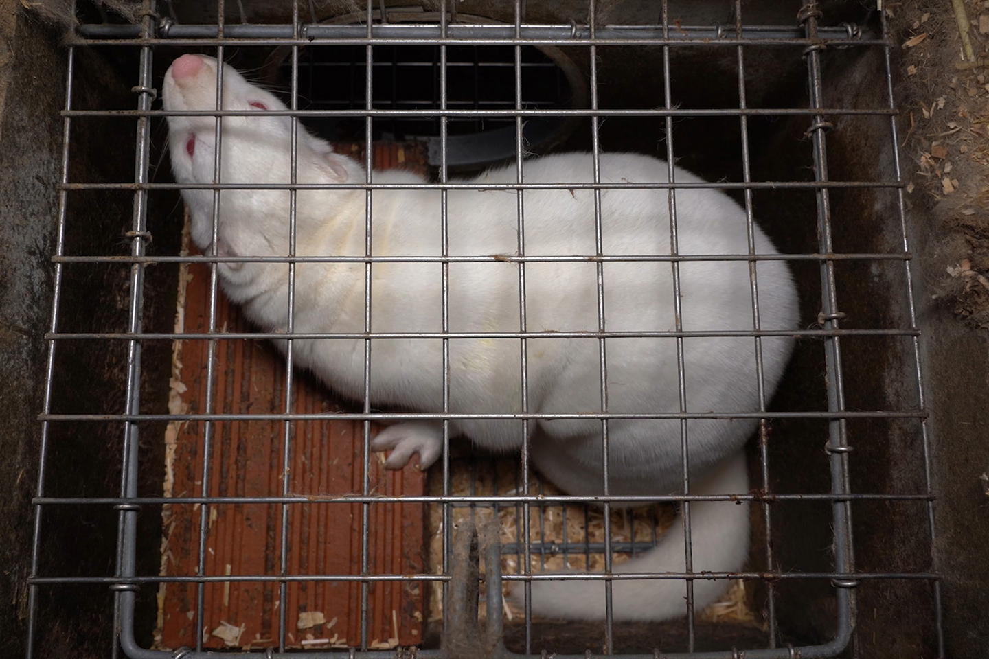 L'entitat AnimaNaturalis va documentar les condicions de vida en cinc granges de visons a Galicia i Castella i Lleó els anys 2020 i 2021.